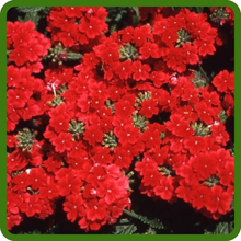 Scarlet Verbena Compacta Low Growing Ground Cover