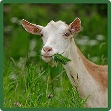 Little Bluestem Provides Nutritional Forage For Wildlife & Deer