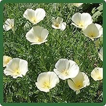 White California Poppy Flower Garden Seeds