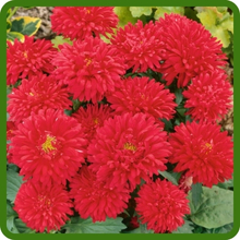Red Callistephus Dwarf Milady Aster flowers