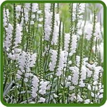 Stunning White Blooms of Obedient Plant