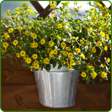 Low Water and Maintenance for Zinnia Zilliput Yellow Flower