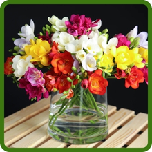 Freesia Cut Flower Mix For Vases &amp; Bouquets