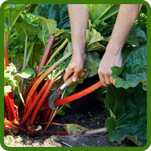 Harvesting Rhubarb For Eating