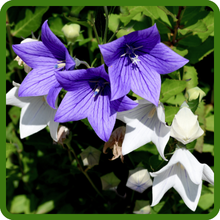 Blue & White Campanula Bellflower Plants