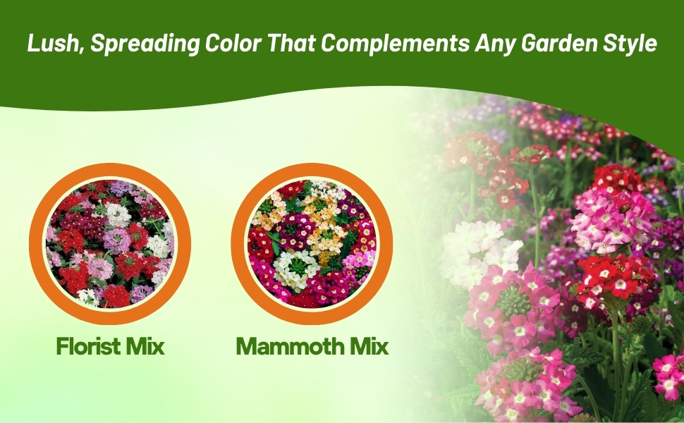Florist & Mammoth Flower Seed Mixtures For Planting