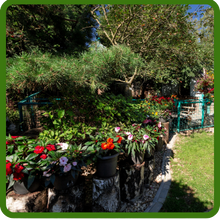 Raised Flower Bed of New Guinea Impatiens