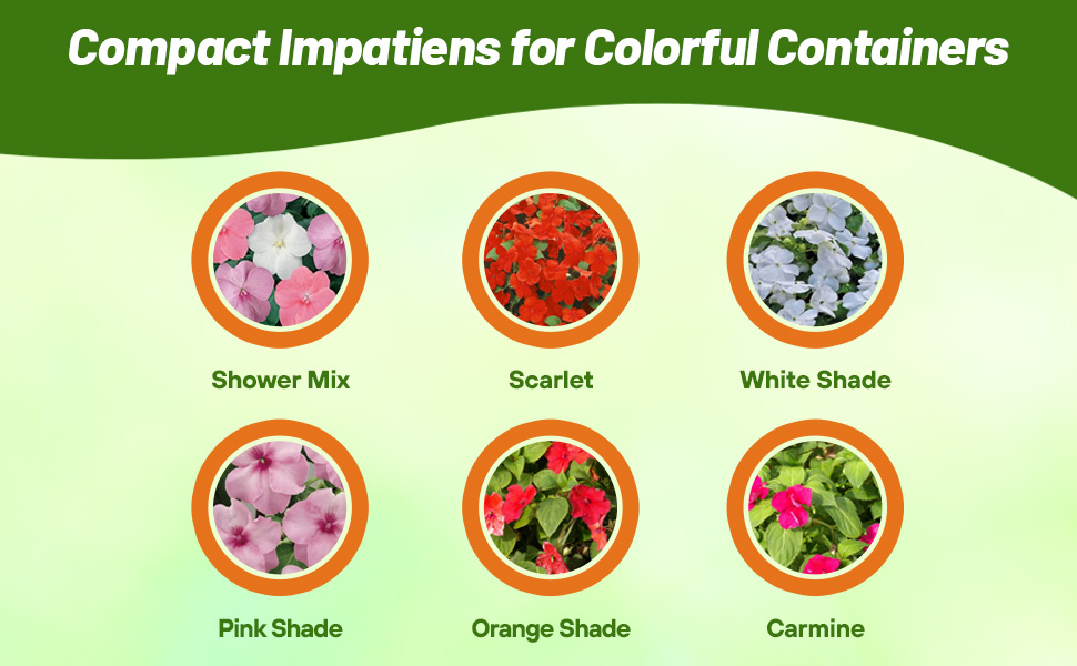 Varieties of Baby Impatiens Outsidepride Sells