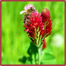 Crimson Clover Pollinator Flower