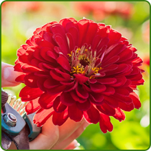 Long Blossom Season of Zinnia Lilliput Red Flowers