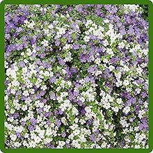 Variety of Stunning Colors of Bacopa