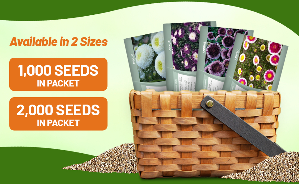 Callistephus Tall Pompon Aster Seed Packets For Planting