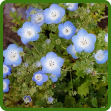 Baby Blue Eyes Flowers