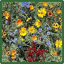 Gulf Coast Annual & Perennial Seed Mixture