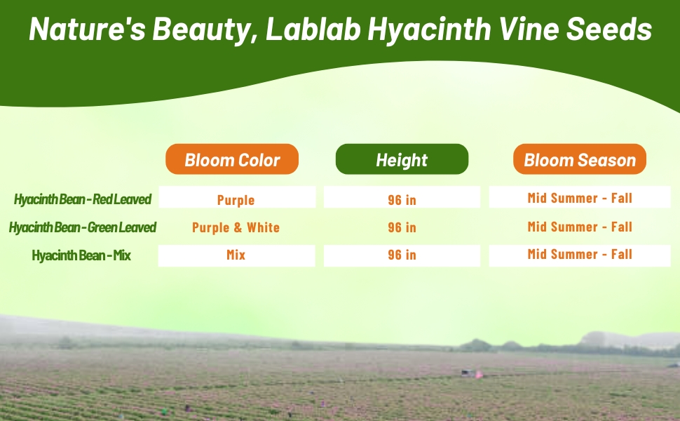 Bloom Color, Season, & Color Chart For Dolichos Lablab Seeds