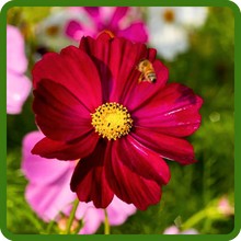 Cosmos Sensation Dazzler Red Blooms