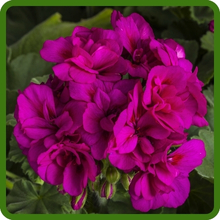 Fuschia Geranium Flowers