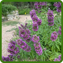 Vibrant Blooms of Lemon Mint Herb