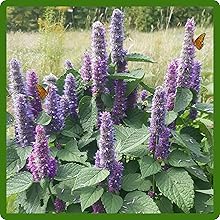 Anise Hyssop Attracting Butterflies