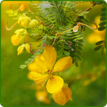 Hardy and Resilient Wild Senna Plants