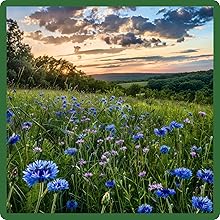 Long Bloom Season of Blue Flowers