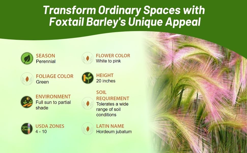 Hordeum Foxtail Barley Perennial Full Sun to Partial Shade