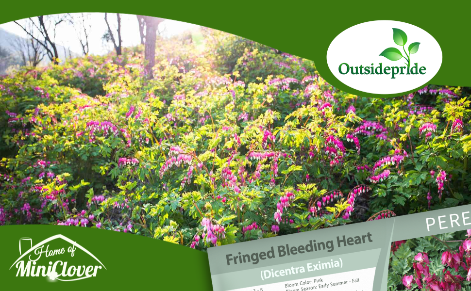 Fringed Bleeding Heart Flower Garden