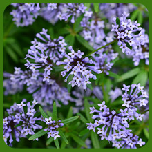 Blue Woodruff Colorful Addition to Your Garden