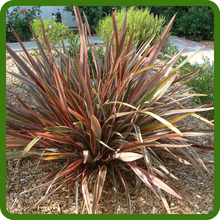 Phormium Plants Thrives in Various Soils