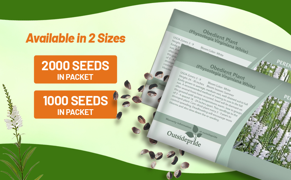 Obedient Plant Seed Packets For Sale