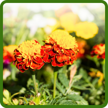 Drought Tolerant Tagetes Patula Marigold Plants
