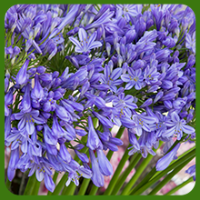 Lile of the Nile Plants For Borders & Containers