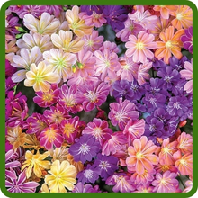 Drought Tolerant Lewisia Plants