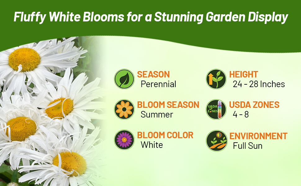 Perennial Chrysanthemum Shasta Crazy Daisy For Full Sun