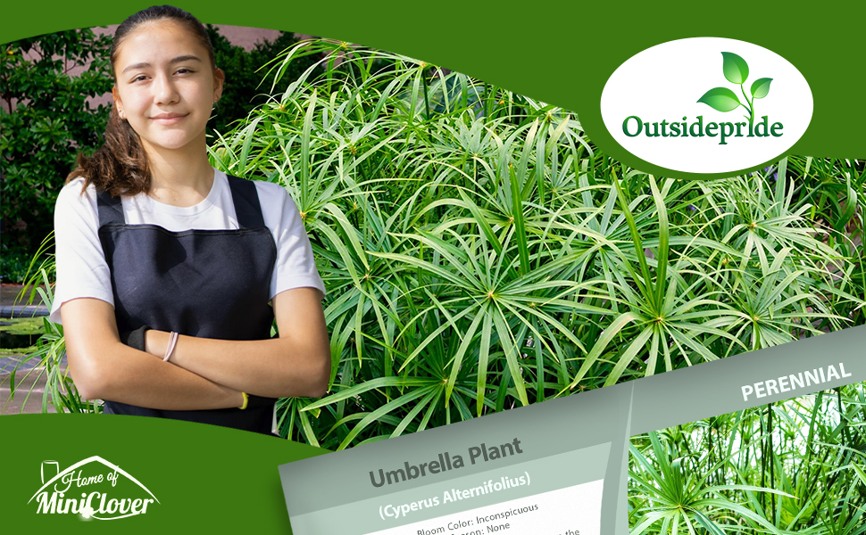 Umbrella Plant Garden