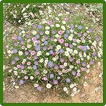 Long Lasting Blooms of Fleabane Daisy Flowers