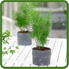 Low Maintenance Sprengeri Asparagus Fern Container Plant