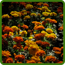 Landscaping Display of Tagetes Patula French Marigold Flowers