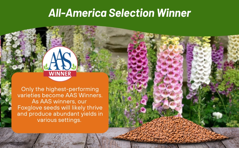 All American Selection AAS Foxglove Foxy Award Winner