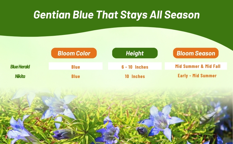 Boom Color, Height, and Bloom Season Chart For Gentian