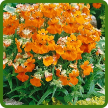 Nemesia Compact Bushy Growth Habit