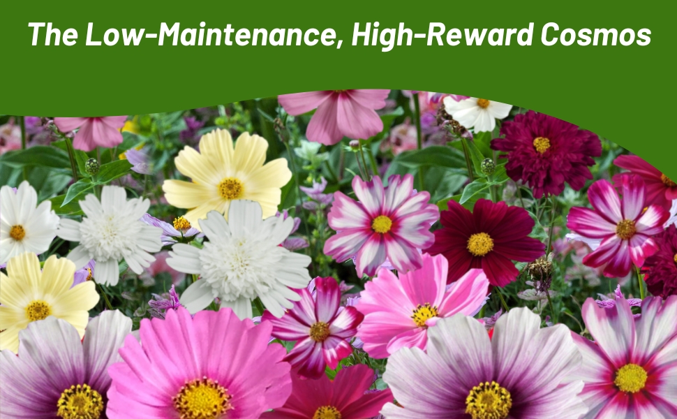 Low Maintenance, High Drought Tolerance Cosmos Flowers