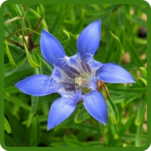 Gentian Extended Blooming Season