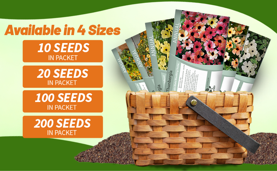 Thunbergia Black-eyed Susan Vine Seed Packets For Planting
