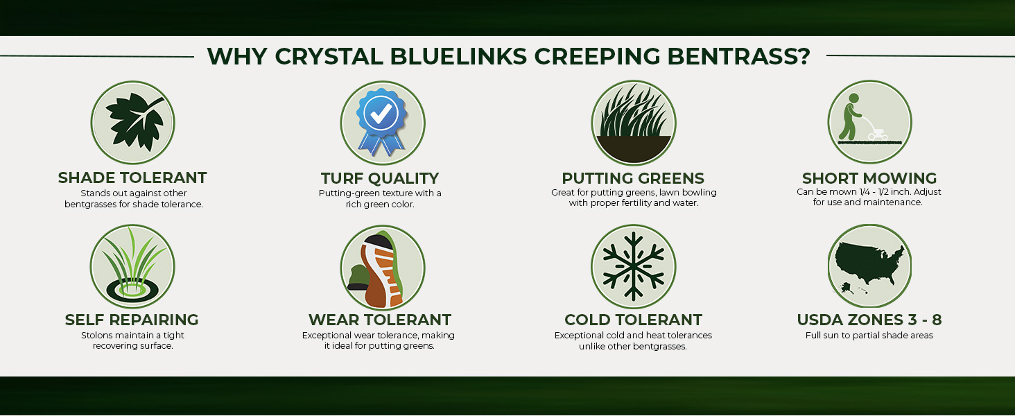 Crystal Bluelinks Putting Green Seed