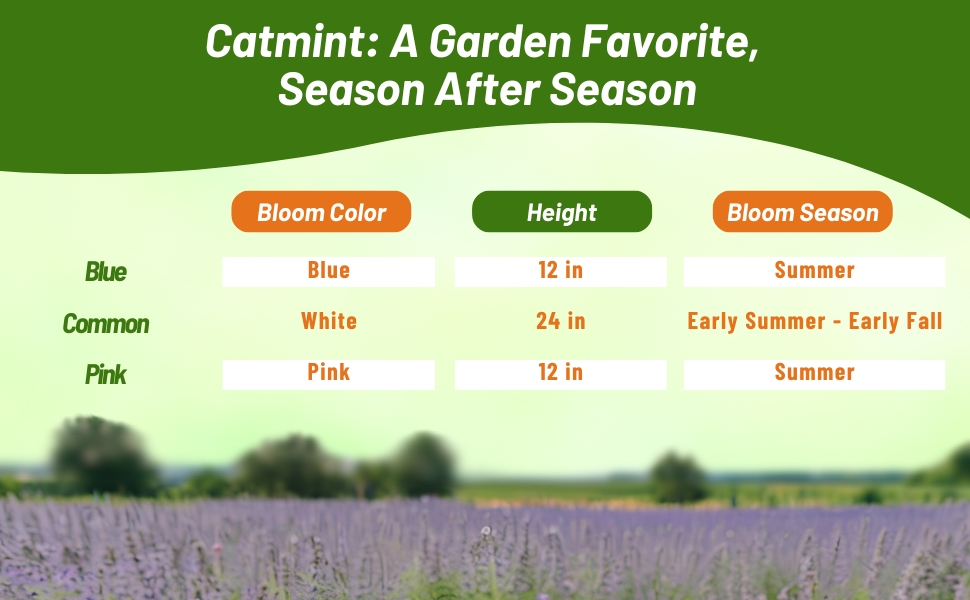 Bloom Color, Season, & Height Chart For Catmint Herbs & Flowers