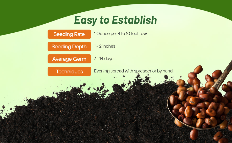 Planting Directions For Faba Bean Seeds Forage