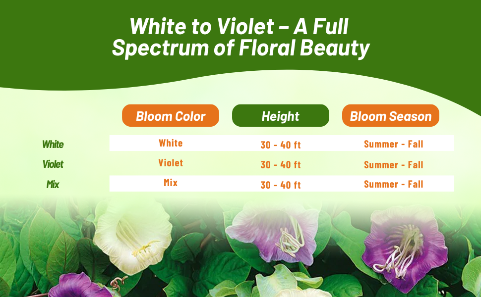 Cup & Saucer Vine Bloom Season, Height, & Color Chart