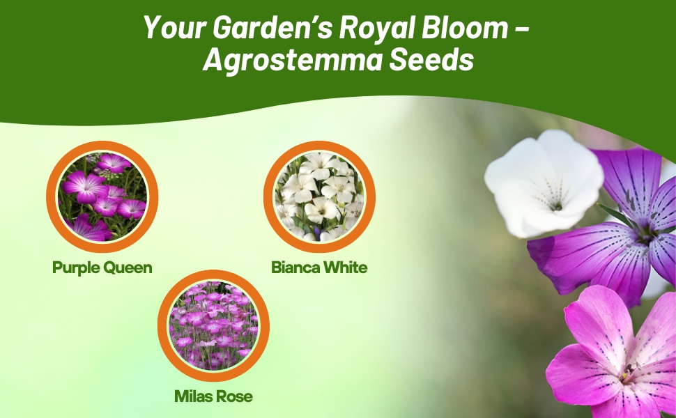 White, Purple, & Rose Agrostemma Flower Seeds