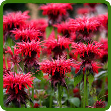 Fragrant Blooms of Monarda Didyma Bee Balm Mix
